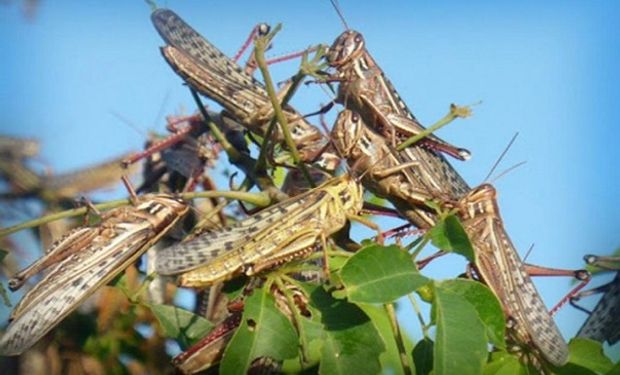 Alertan por un nuevo ingreso de langostas al país y ya son dos las mangas que avanzan