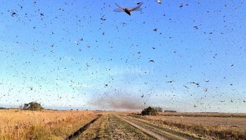 Senasa alertó por la posible llegada de una tercera manga de langostas desde Paraguay