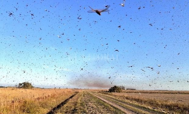 Senasa alertó por la posible llegada de una tercera manga de langostas desde Paraguay