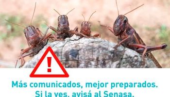 Alerta en el norte por el ingreso de una manga de langostas desde Paraguay