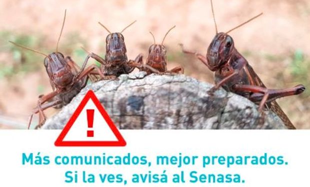 En caso de detectar la presencia de langostas solicitan dar aviso inmediato al Senasa, Ministerio de la Producción de Formosa e INTA.