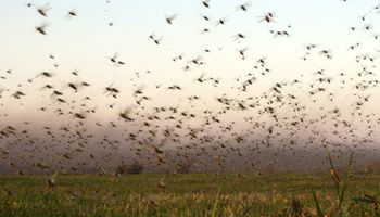 Declaran alerta fitosanitaria por una plaga que devora cultivos: están bajo riesgo más de US$ 3.700 millones del campo argentino