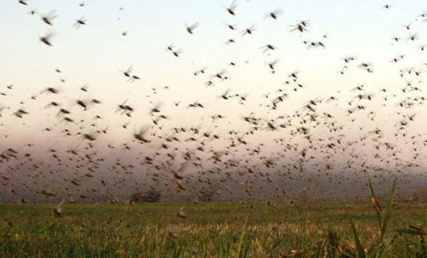 Declaran alerta fitosanitaria por una plaga que devora cultivos: están bajo riesgo más de US$ 3.700 millones del campo argentino