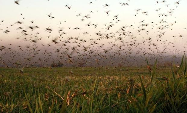 Se cree que esta plaga, al ser migratoria, de la Argentina fue a los países del norte (Bolivia y Paraguay) y que actualmente está volviendo a nuestro país.