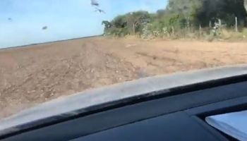 Video: así ingresan las mangas de langostas al norte argentino