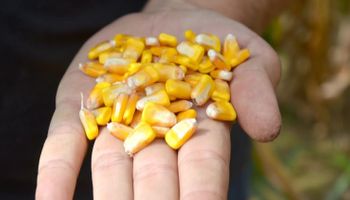 Lanzan un novedoso insecticida para el tratamiento de semillas de maíz