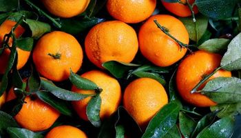 Fundecitrus reduz projeção para safra 23/24 de laranja por conta do clima