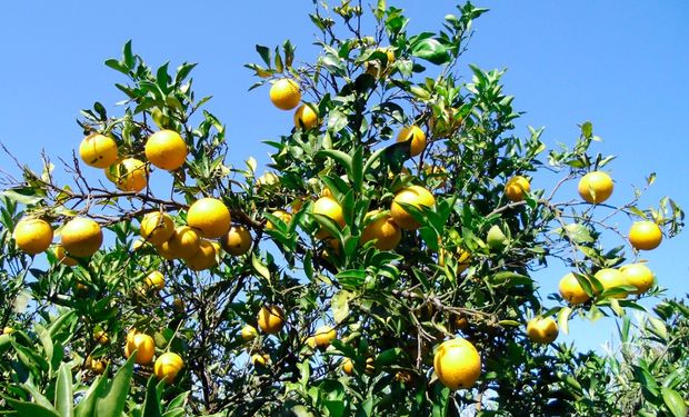 Produção de laranja na safra 2024/25 em SP e MG terá queda de 24%