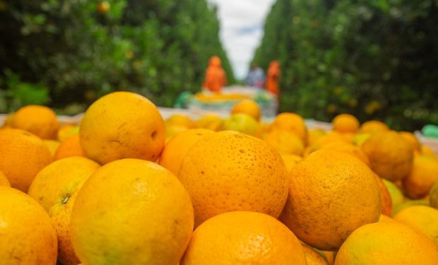 Preço da laranja continua em alta no mês de agosto? 