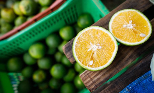 Brasil exportou 276.212 toneladas de suco de laranja entre julho e setembro de 2022. (foto - Sistema CNA/Senar)