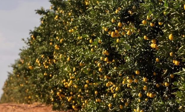 Previsão é de que o projeto alcance com o tempo, num raio de 150 km da propriedade, 30 mil hectares plantados.