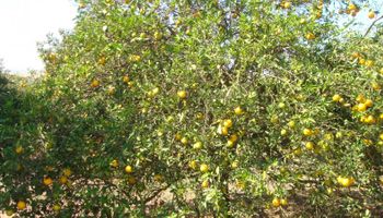 Fundecitrus projeta safra de laranja 2022/2023 em 314,21 milhões de caixa