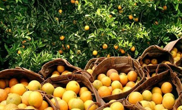 Laranja-pera alcança preço mais alto em 30 anos, diz Cepea