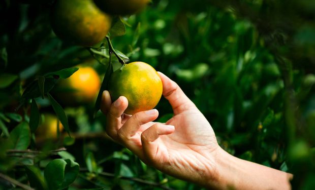 Preços da laranja se mantém firmes mesmo com baixa demanda