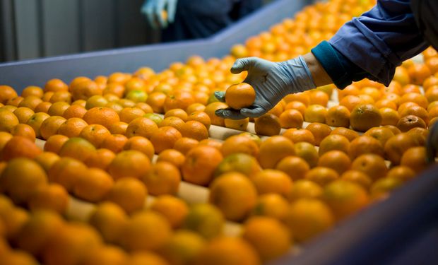 Faesp prevê alta de 20,5% na produção de laranja
