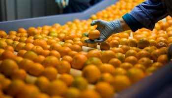Exportações de suco de laranja para os EUA aumentaram 66% no último semestre, diz CitrusBR