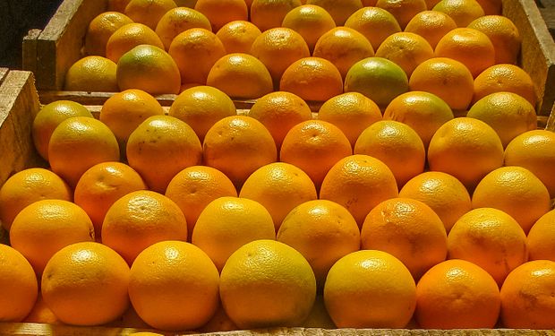 Produção de laranja na safra 2023/24 teve queda de 2,22%