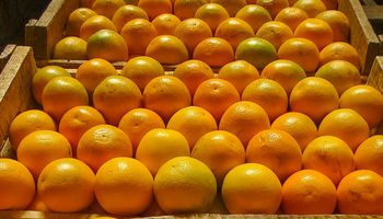 Preços da laranja sobem pela décima semana consecutiva
