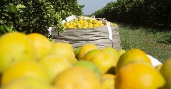 laranja2