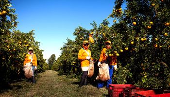 Produção de laranja deve crescer 36% e ser mais doce na safra 2025/2026