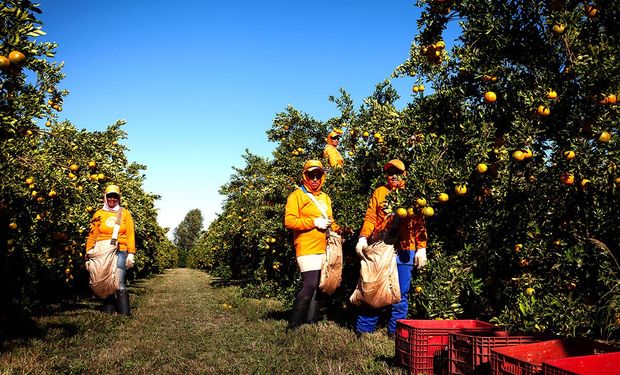 Produção de laranja deve crescer 36% e ser mais doce na safra 2025/2026