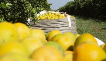 Safra de laranja 2025/26 cai para 306,7 milhões de caixas com impacto do clima e do greening 