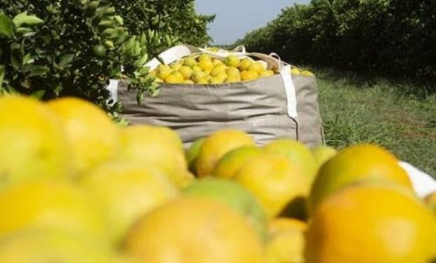 Safra de laranja 2025/26 cai para 306,7 milhões de caixas com impacto do clima e do greening 