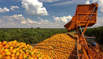 Custos mais altos e greening ameaçam safra recorde de laranja 