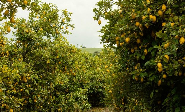 árvores novas são ainda mais suscetíveis à doença, diz Cepea/USP. (foto - Freepik)