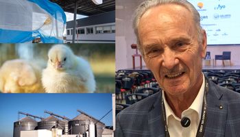 Arrancaron con 12 gallinas y un macho y ahora faenan 280.000 pollos por día: los secretos del "robot" que transforma maíz y soja en proteína animal