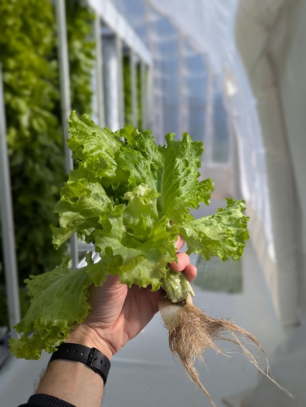 agricultura vertical laurus