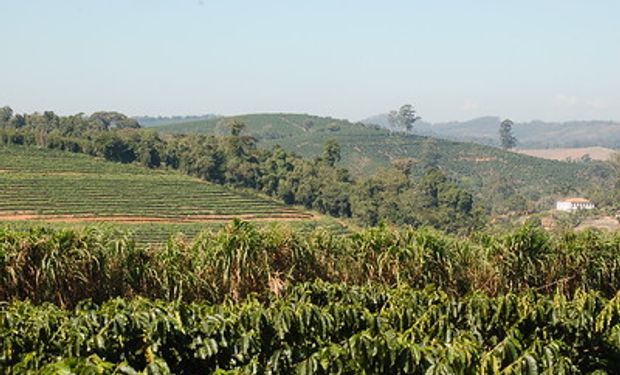 Lavoura de café em Minas Gerais. (foto - Sistema  CNA/Senar)