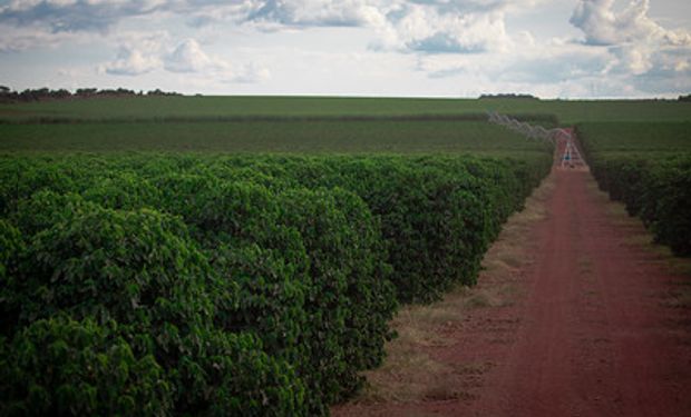 Lavoura de Café em Minas Gerais. (foto - CNA/Senar)