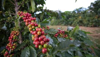 Faturamento das lavouras de café atinge R$ 48,27 bilhões em 2023