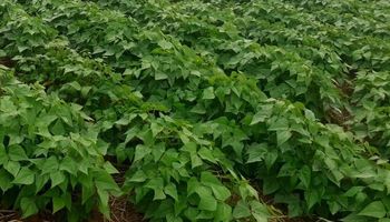 Emater-MG distribui sementes de feijão para 53 mil agricultores familiares