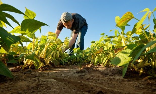 Produtores de feijão já relatam escassez de fertilizantes