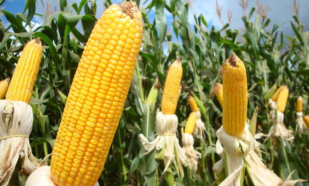 Cotação do milho busca sustentação no mercado externo