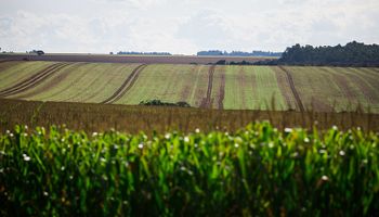 Produtores da América do Sul pedem revisão da lei antidesmatamento da UE