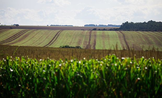 Normativa europeia pode causar impactos à produção de milho e soja dos três países