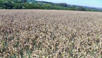 Governo do Rio Grande do Sul pede ajuda da Embrapa para mitigar danos da seca