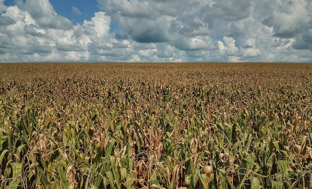 VBP do milho deve ser 21,6% maior do que em 2021, estima CNA. (Crédito: governo do Paraná)