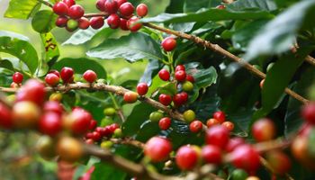 Brasil elabora documento mundial sobre mercado de café e sanções da UE