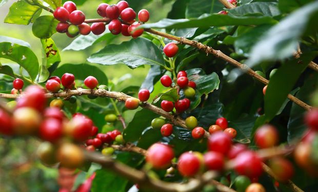 Nesta quarta (dia 27), preço do café na bolsa de Nova York fechou em elevação de 2,8% para setembro. (Foto: Getty Images)