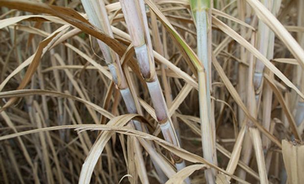 O projetos destacam potencial do etanol para reduzir a pegada de carbono. (foto - Sistema CNA/Senar)