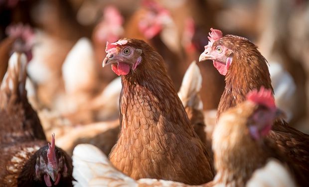 Exportações de frango voltam a crescer após dois meses de quedas