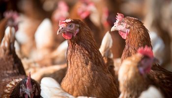 Preços do frango terminam mês de junho com movimentos contrários