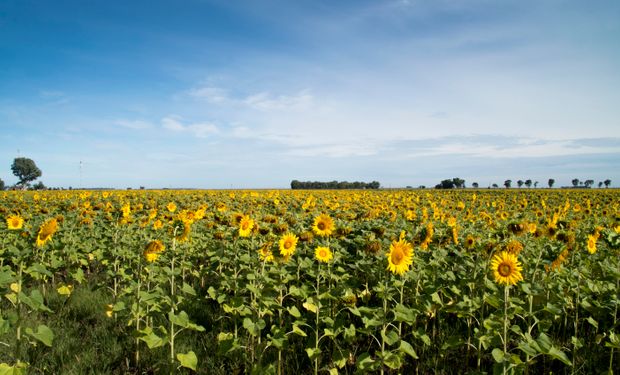 Dólar soja: suman al girasol, la cebada y el sorgo para acumular divisas en medio de la tensión cambiaria