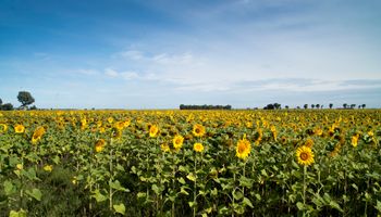 Aumenta la superficie destinada a girasol en la zona núcleo: cómo son los números para esta campaña