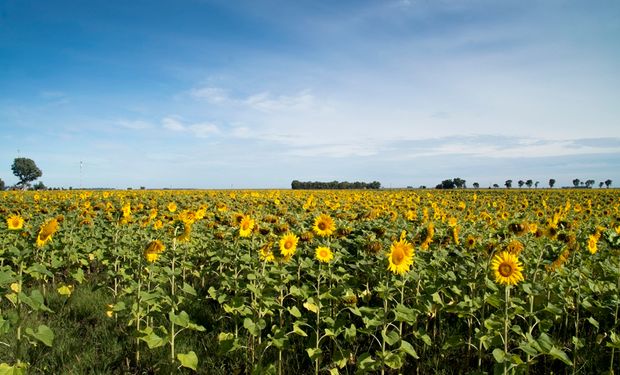 Aumenta la superficie destinada a girasol en la zona núcleo: cómo son los números para esta campaña