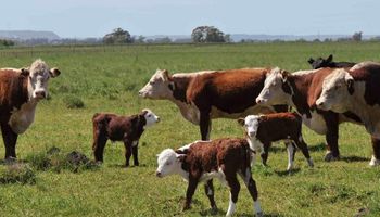 Compra tradicional de ganado vs leasing ganadero: cuáles son las diferencias impositivas